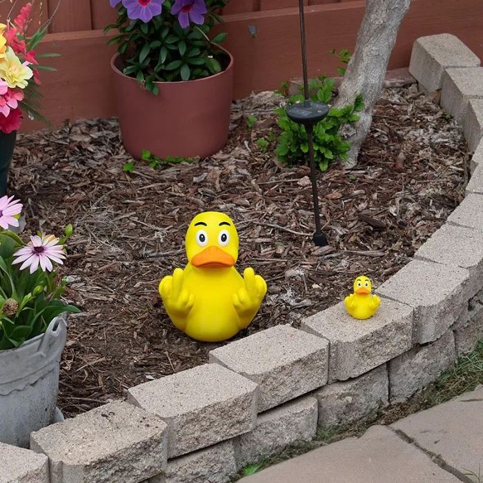 Funny Middle Finger Ducks