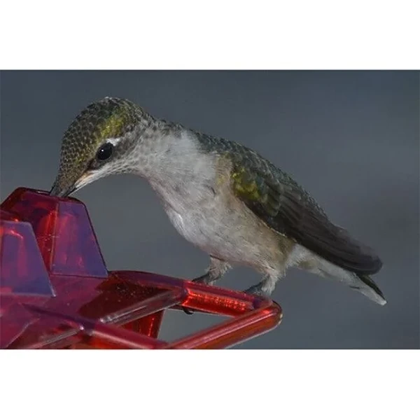 Hummingbird Feeder With Perch And Built-in Ant Moat - Warm Hummingbird Gift
