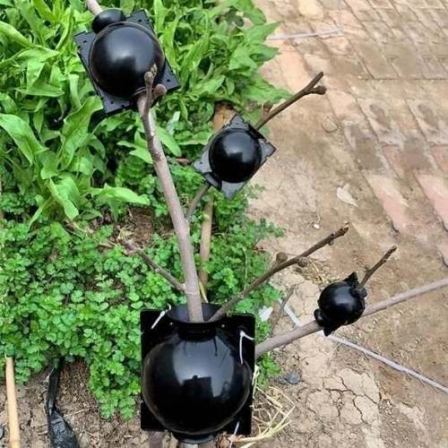Plant Root Growing Box(BUY 3 GET 1 FREE NOW)