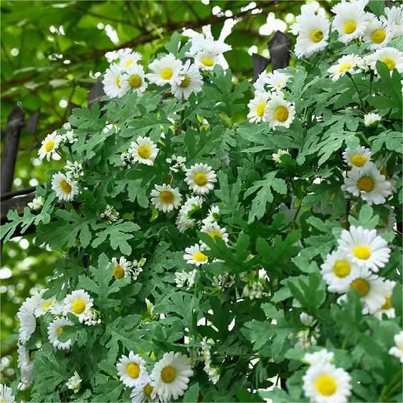 Artificial Daisy Wall Hanging
