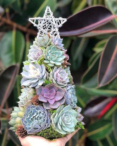 Handmade Surprise Christmas giftSucculent Christmas Tree