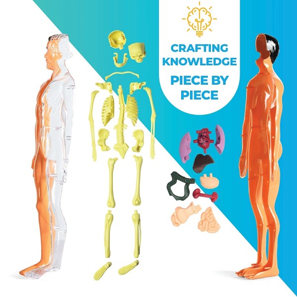 HOT SALE Human Anatomy Toy Set for Kids - Removable Skeleton Model