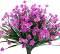 Purple Narcissus