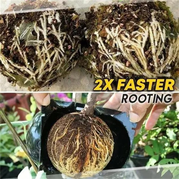 (Last Day Promotion-SAVE 50% OFF) Plant Root Growing Box