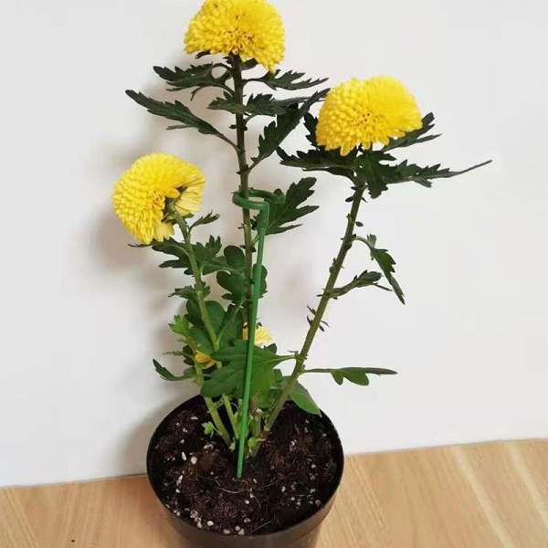 2024-New Sale-Plant Support Stake