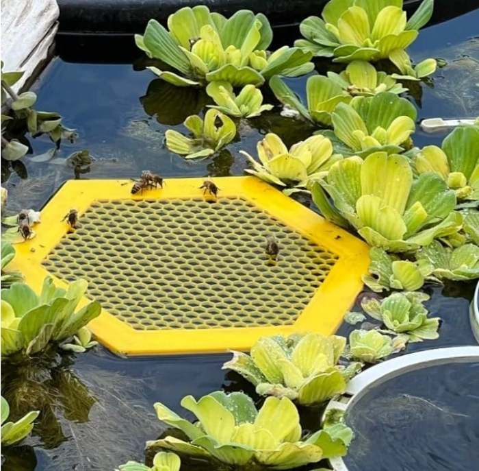 Floating Bee Ladder & Island