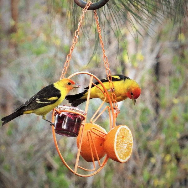 Summer Sale 45% Off -  Oriole Bird Feeder Orange