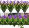 Purple  Lavender