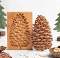 Cedar cone