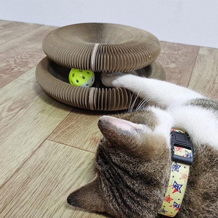 Last Day Promotion 49% OFFOrgan Cat Scratching Board