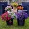 One bunch of each color
