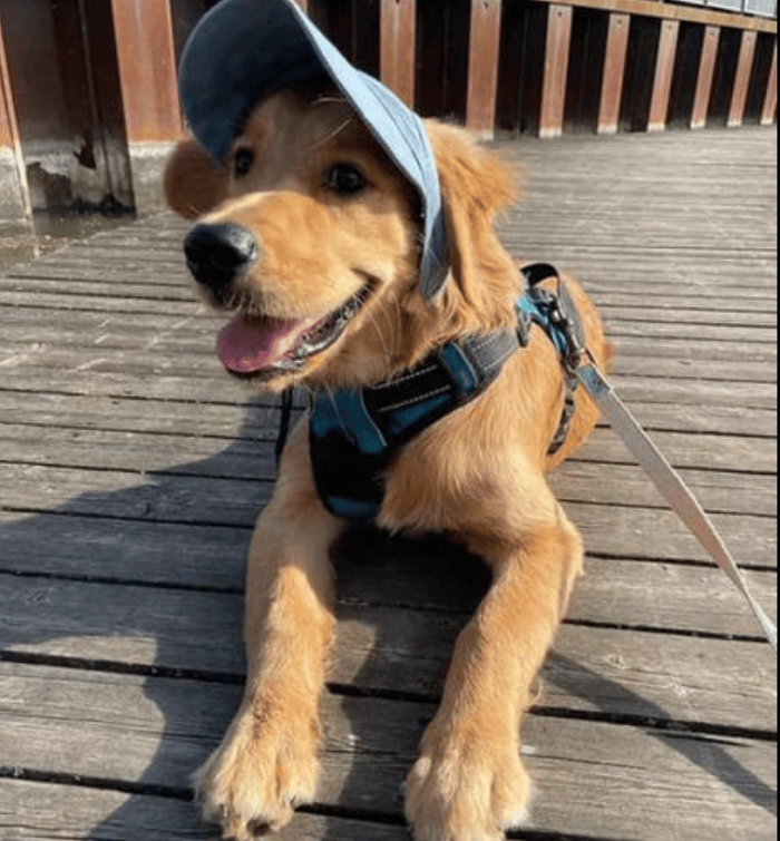 LAST DAY - 49% OFFOutdoor Sun Protection Hood For Dogs