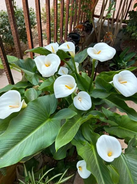 Artificial Calla Lily Flowers