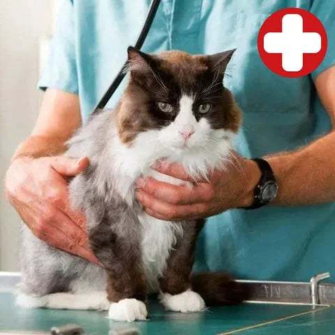 CatCare Spa Brush