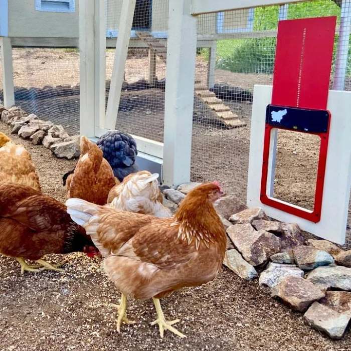 49% Off-Automatic Chicken Coop Door