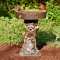 Small raccoon