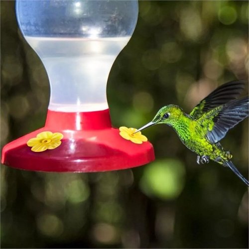 Hanging Humming Bird Water Feeder