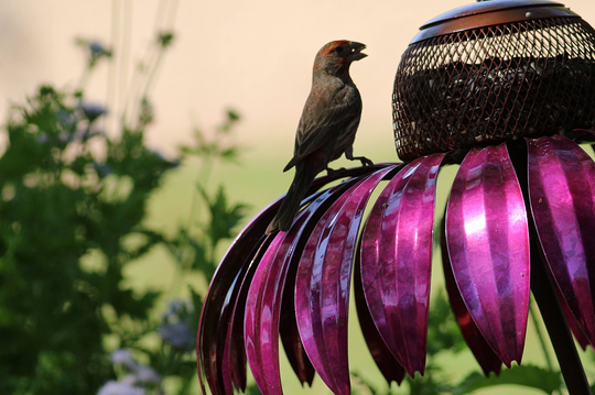 Coneflower Bird Feeder