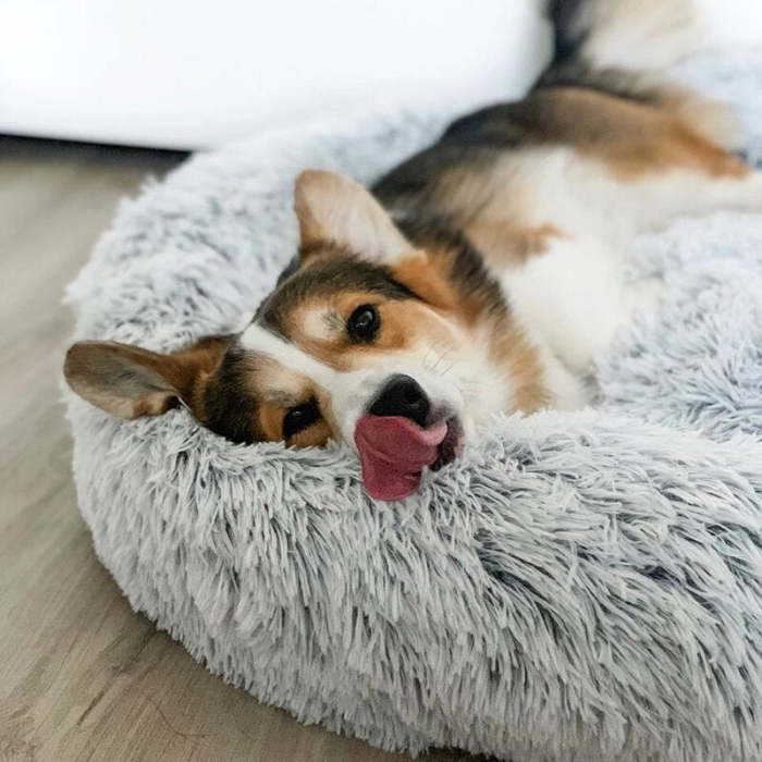 Calming Dog Bed