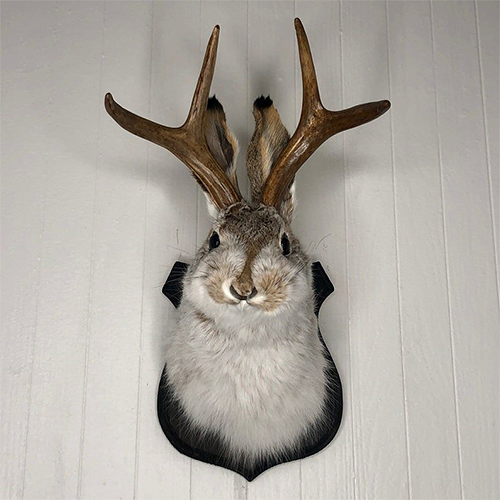 Cute Jackalope- Decorative Arts