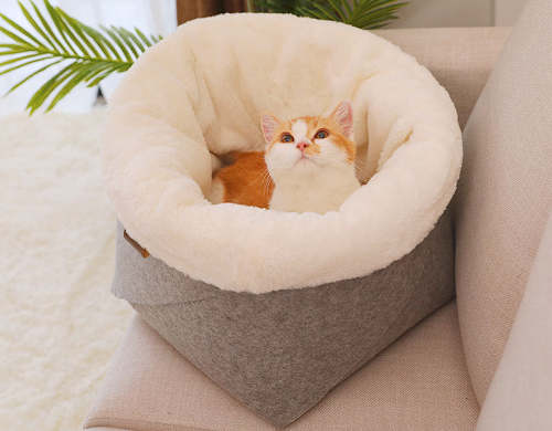 Cat Litter
