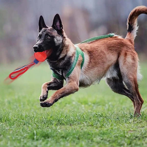 Interactive dog toy ball with rope.