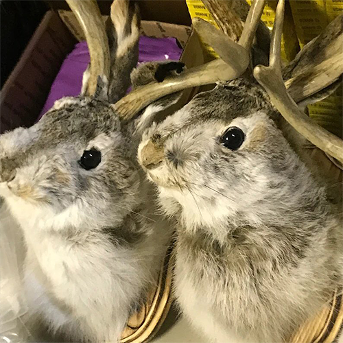 Jackalope! ! The latest Legend of Antlers
