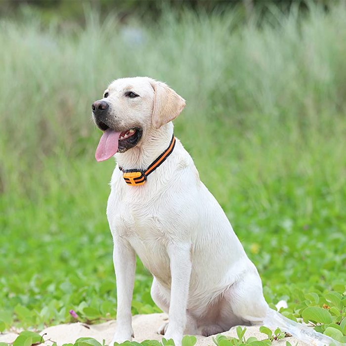 Dog Training Collar | 2 Receiver IPX7 Waterproof Shock Collars for Dog | 1640ft Range