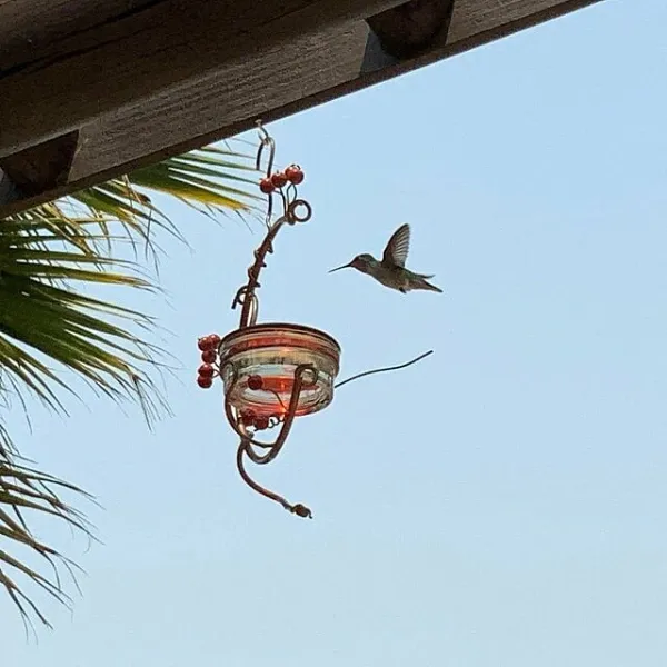 Red Berries Hummingbird Feeder