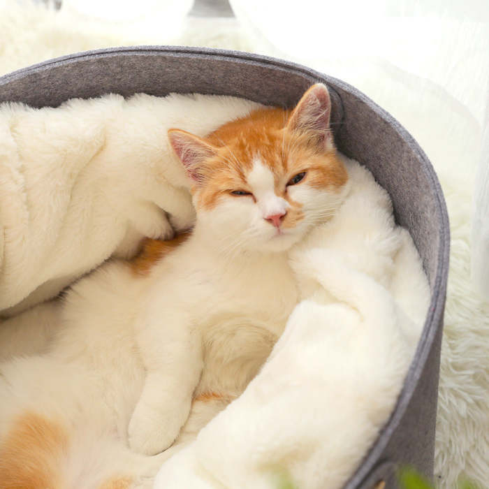 Cat Litter