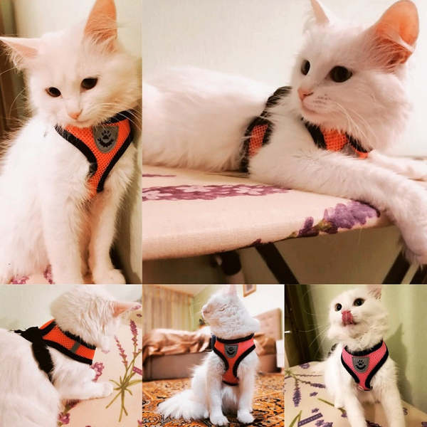 Cat Dog Harness Adjustable Vest Walking