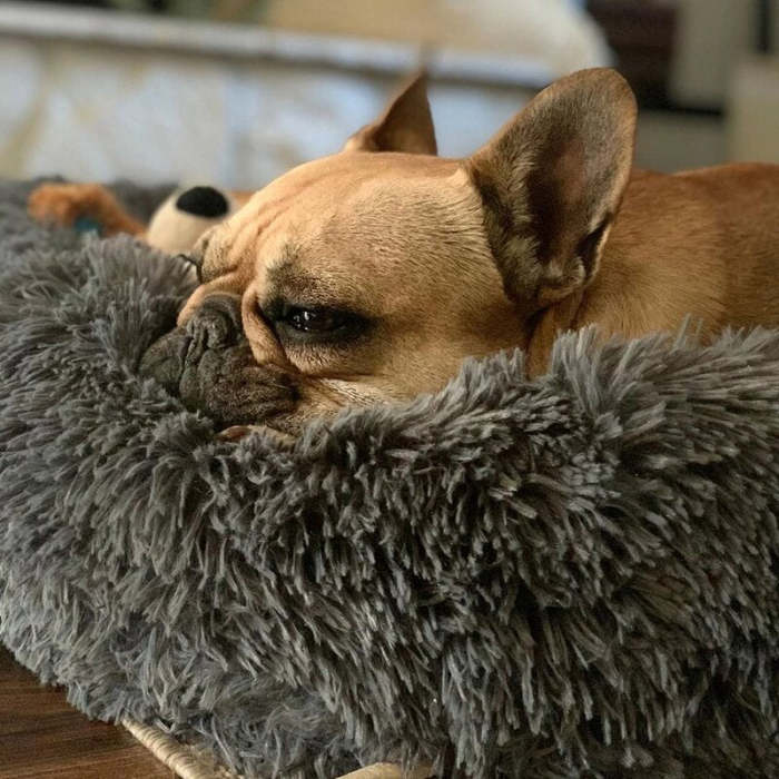 Calming Dog Bed