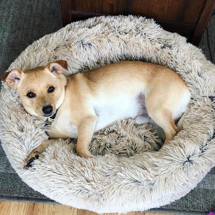 Calming Dog Bed