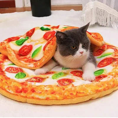 Funny Pizza Cat Dog Bed Pet Mattress