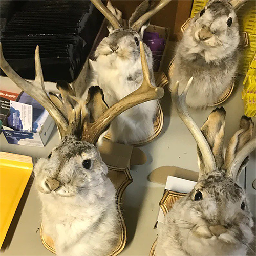 Cute Jackalope- Decorative Arts