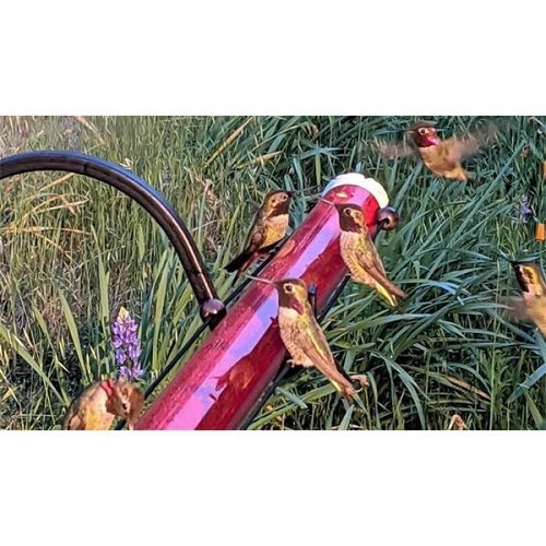 Anna's Tube Hummingbird Feeder 16oz / 20oz