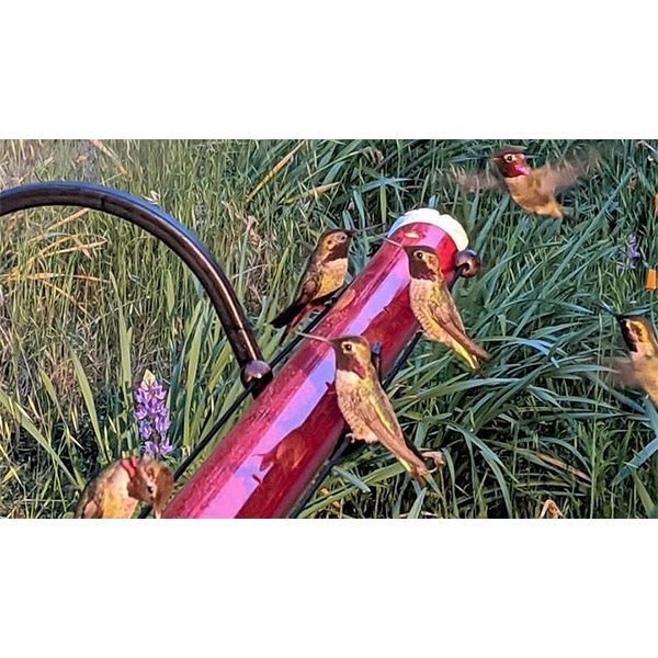 Anna's Tube Hummingbird Feeder 16oz / 20oz
