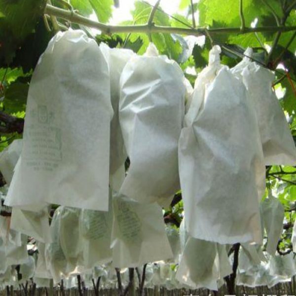 Fruit Protection Bags Fruit Protector (100 Pcs)