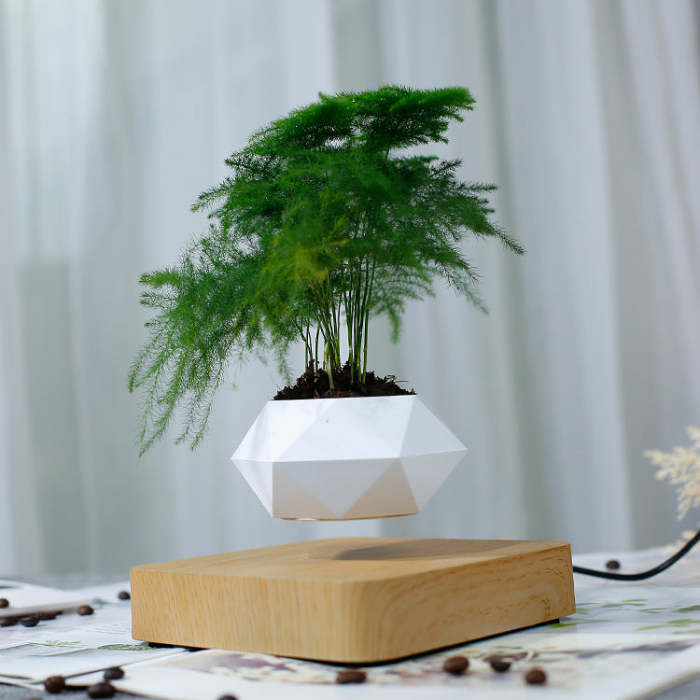 Magnetic Floating Levitating Plant Pot for Plants with Oak Wood Base