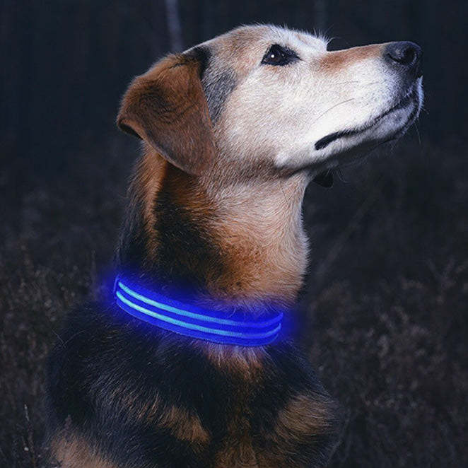 Rechargeable LED Collar