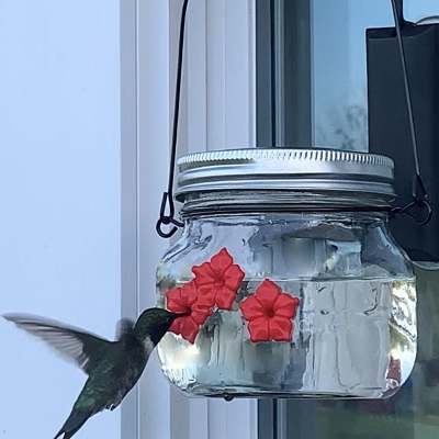 Mason Jar Hummingbird Feeders
