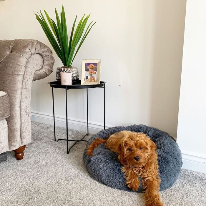 Calming Dog Bed