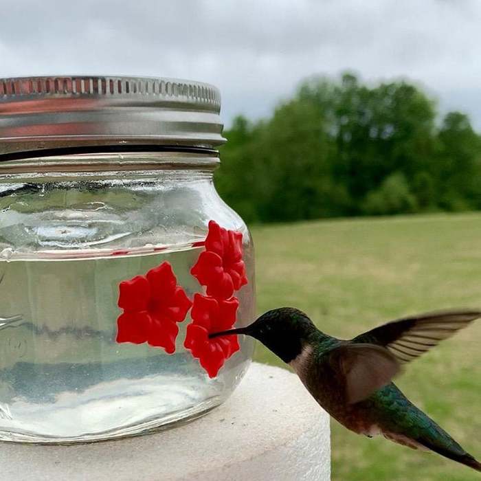Mason Jar Hummingbird Feeders