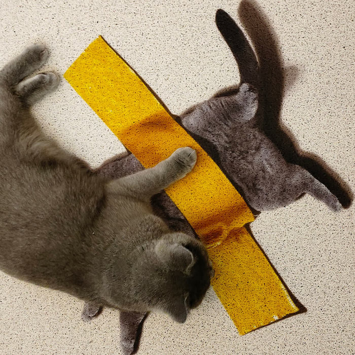 Sticky Tape Cat Rug