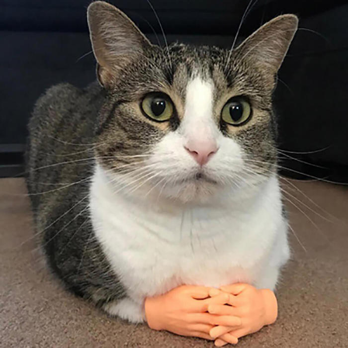Tiny Hands For Cats