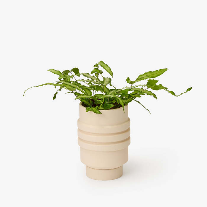 Strata Plant Vessel by Areaware