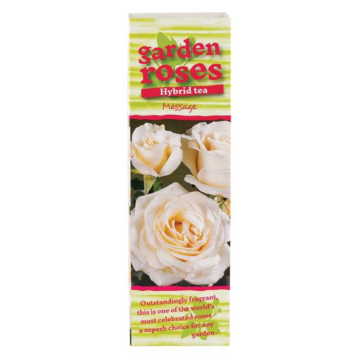 Climbing Rose Bushes