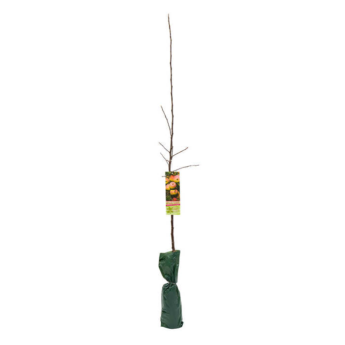Large Fruit Tree