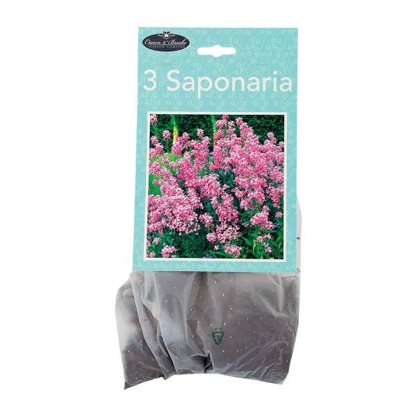 Summer Perennials