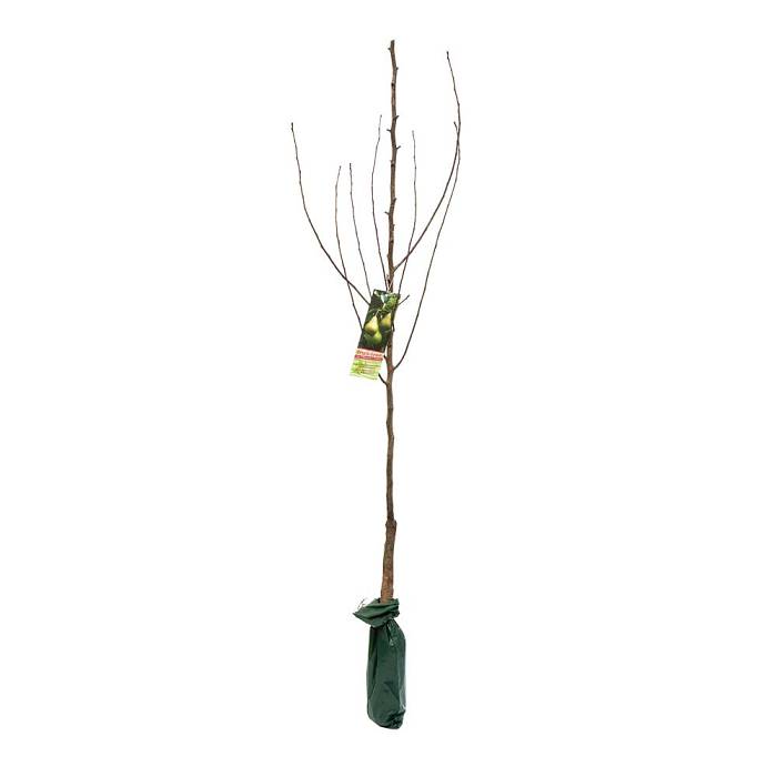 Large Fruit Tree